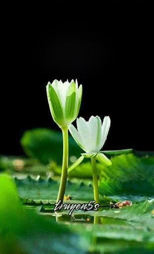 truyện Giấc Mộng Đom Đóm Đọc truyện Giấc Mộng Đom Đóm - NiniHanabi